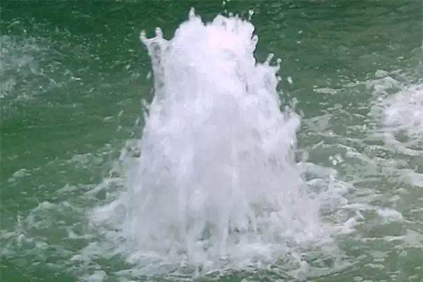 Bulb-blowing Spring 2